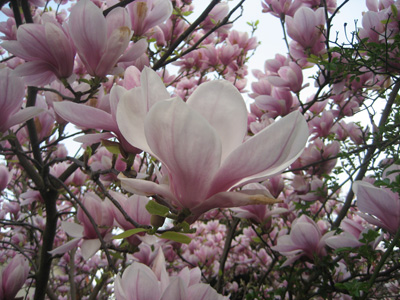 A Magnolia blooming in Paris in the spring