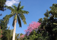 A palm tree in Cypress Gardens, LEGOLAND, Florida