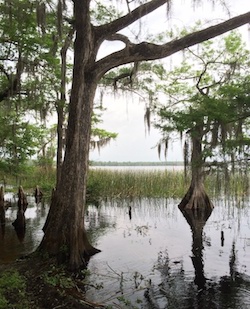 Cypress trees at the Disney Wilderness Preserve