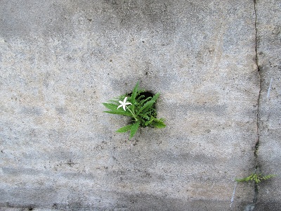 A flower in the wall