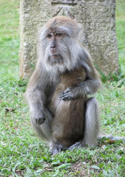 A monkey in the Penang Botanic Gardens