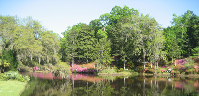 Azaleas at Middleton Place