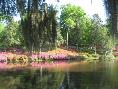 Azaleas at Middleton Place