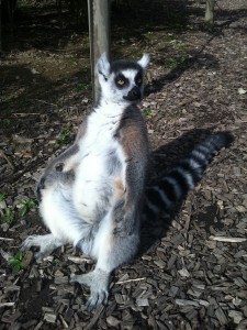 A sunbathing lemur at the Zoo de Champrepus