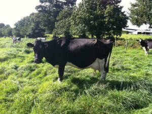 Cows in Normandy, France