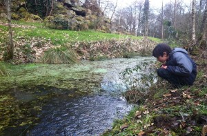 A pond full of frog eggs