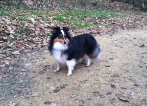 Lilou the Shetland Sheepdog