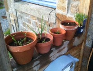 Flower pots with bulbs