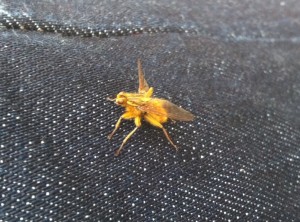 A strange insect on my leg