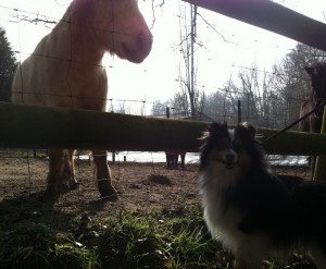 Shetland pony meets Shetland sheepdog