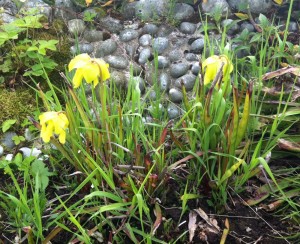 Flowering sarracenia