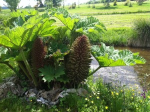 A strange plant at the Parc Botanique