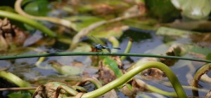 Blue dragonfly