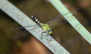 Green dragonfly