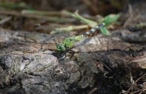 Dragonfly on a root