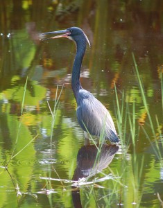 Little Blue Heron