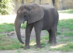 An elephant at Disney's Animal Kingdom