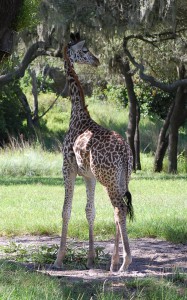 A giraffe at Disney's Animal Kingdom