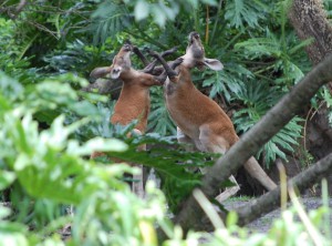 Kangaroos boxing at Disney's Animal Kingdom