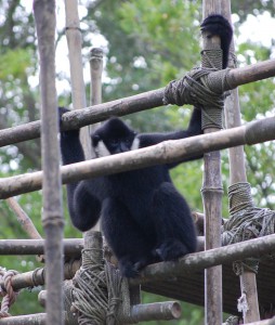 A monkey at Disney's Animal Kingdom