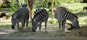 Three zebras at Disney's Animal Kingdom