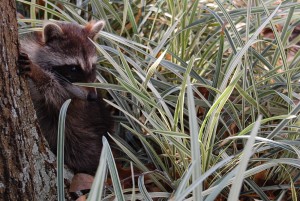 Raccoon cub on the ground