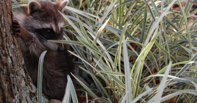 Raccoon cub on the ground