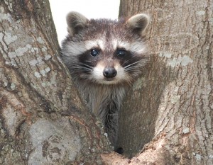 Raccoon cub in a tree