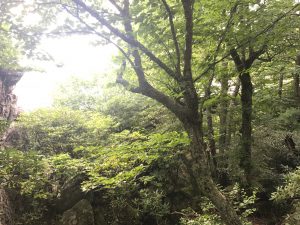 Along the Tanawha Trail