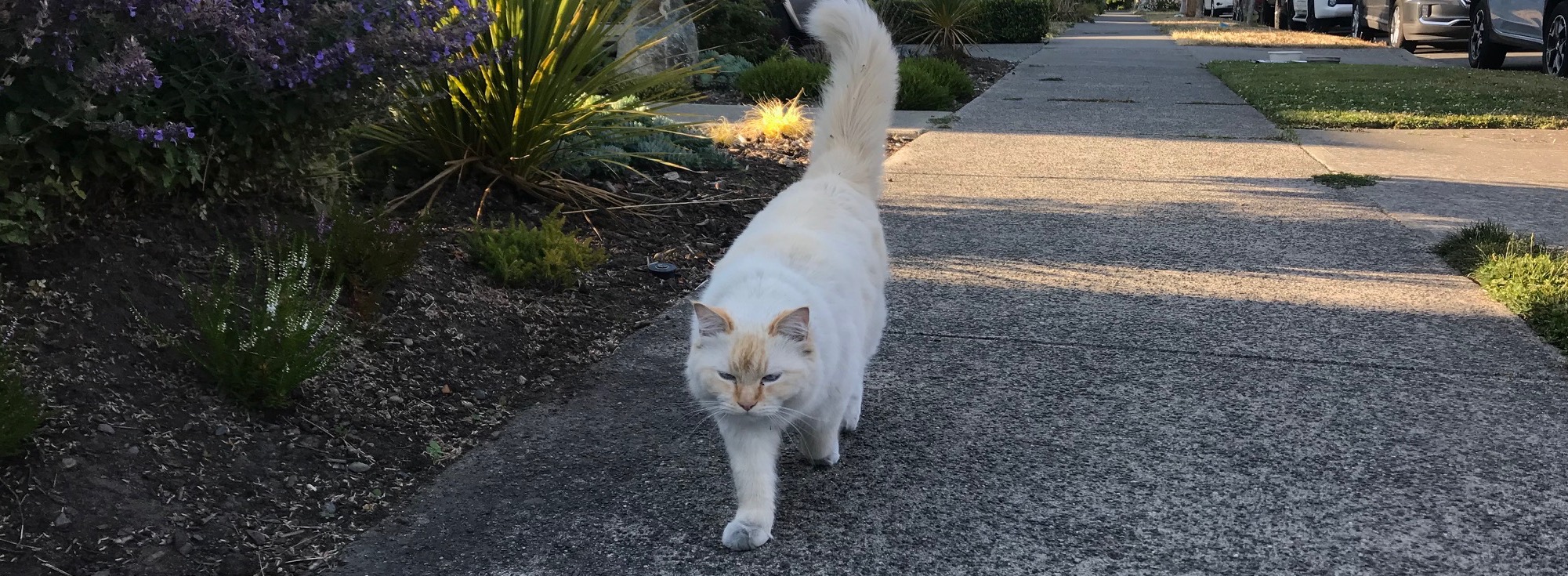 Kibbles