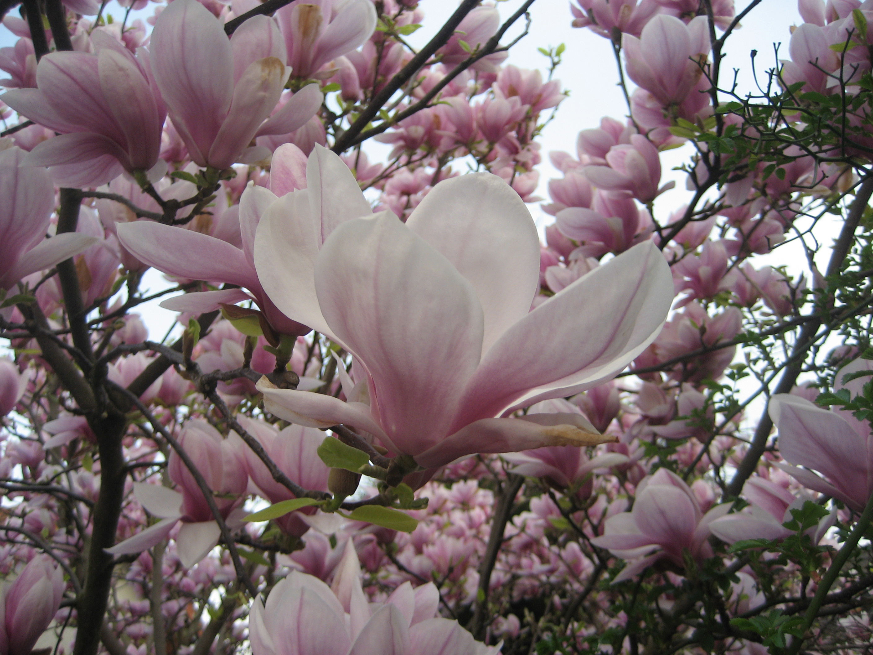 spring has arrived