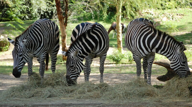 Three zebras at Disney's Animal Kingdom